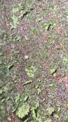 Punctidae