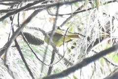 Mionectes striaticollis