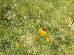 Euphydryas intermedia
