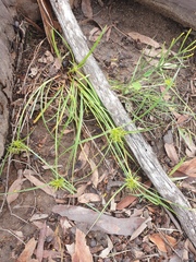 Cyperus bowmanni