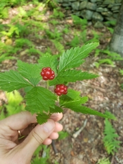 Rubus saxatilis
