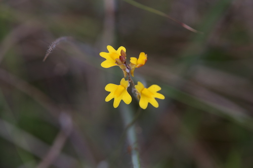 Image of Utricularia chrysantha by (c) Hugo Innes, some rights reserved (CC BY)