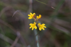 Utricularia chrysantha