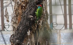 Psilopogon asiaticus