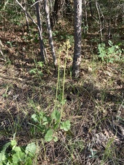 Heuchera