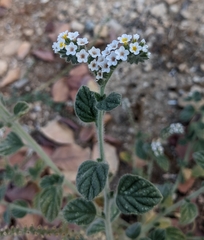 Heliotropium europaeum