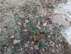 Heliotropium europaeum