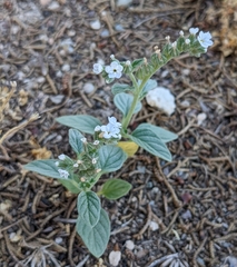 Heliotropium europaeum