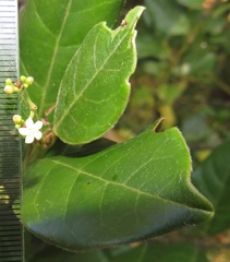 Cassinopsis tinifolia