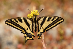 Papilio alexanor