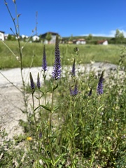 Veronica orchidea