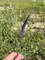 Veronica orchidea