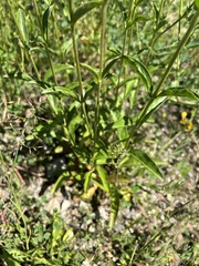 Veronica orchidea