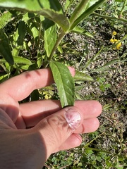 Veronica orchidea