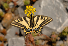 Papilio alexanor