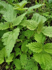 Urtica dioica