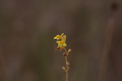 Utricularia chrysantha