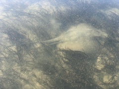 Hemitrygon fluviorum