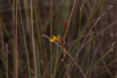 Utricularia chrysantha