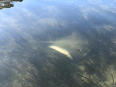 Hemitrygon fluviorum