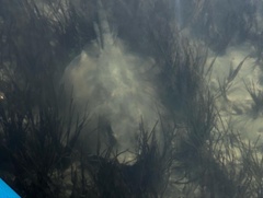 Hemitrygon fluviorum