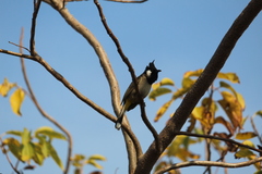 Pycnonotus leucogenys