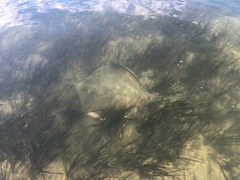 Hemitrygon fluviorum