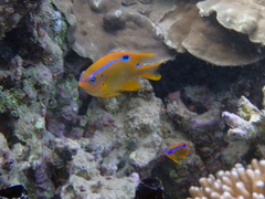 Neoglyphidodon polyacanthus