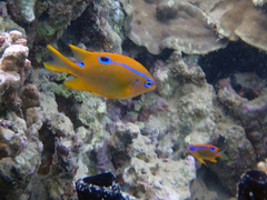 Neoglyphidodon polyacanthus