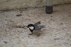 Parus cinereus