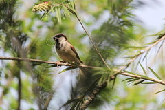 Passer domesticus