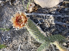Opuntia polyacantha