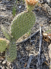 Opuntia polyacantha