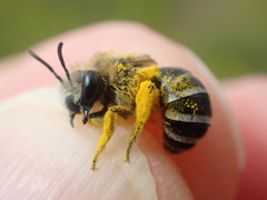 Colletes similis