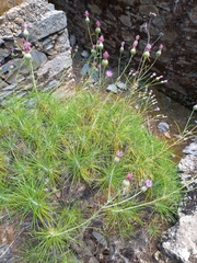 Ptilostemon chamaepeuce