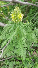 Pedicularis condensata