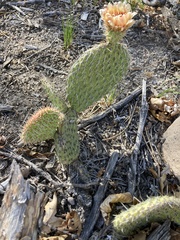Opuntia polyacantha