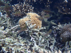 Ostorhinchus norfolcensis