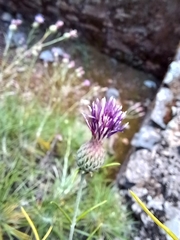 Ptilostemon chamaepeuce