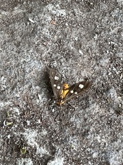 Dysauxes famula