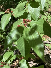 Frangula betulifolia