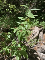 Frangula betulifolia