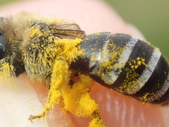 Colletes similis