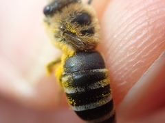 Colletes similis