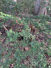 Cotoneaster lucidus