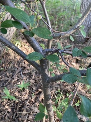 Cotoneaster lucidus