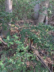 Cotoneaster lucidus
