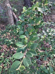 Cotoneaster lucidus