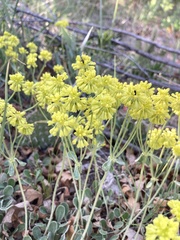 Eriogonum umbellatum