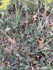Eriogonum umbellatum